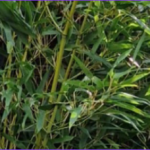 bambous en location, plantes vertes pour cacher, pour créer une allée, pour une entrée pour végétaliser un événement