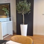 Décoration plante espace d'accueil