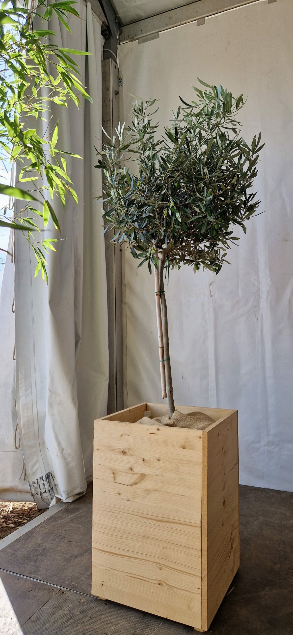 Plante olivier dans un pot en bois en location avec Nature Event