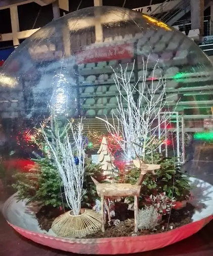 Décor de noël en location dans une bulle, forêt hivernal avec bouleaux blancs, sapins naturels, renne en bois, écorces de pins avec Nature Event