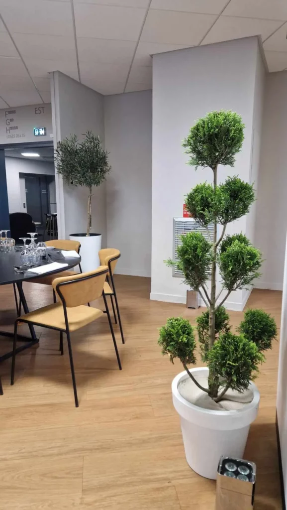 Arbre en nuage, cupressus ponpons, pour espace VIP el location avec Nature Event