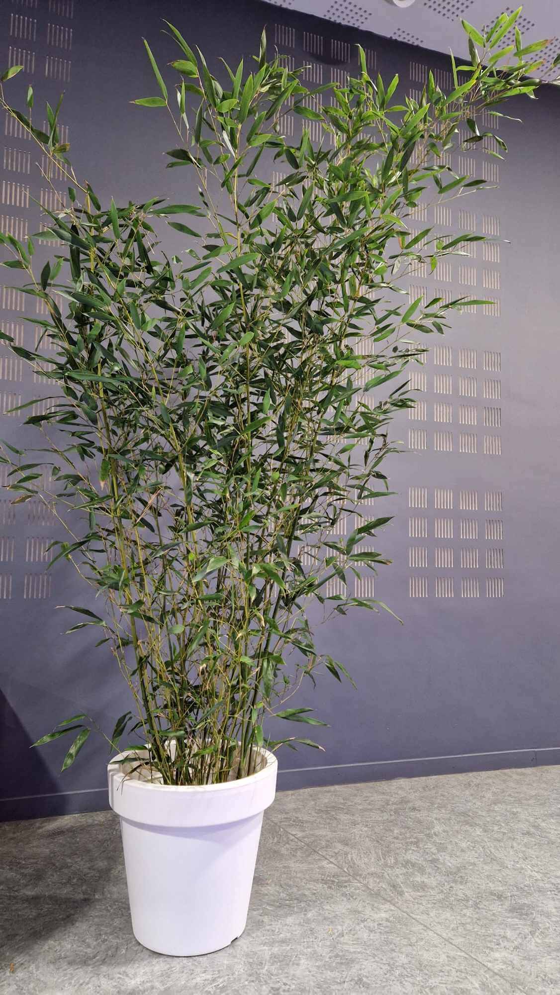 Bambou, plante naturelle pour embellir un événement proposé en location par Nature Event