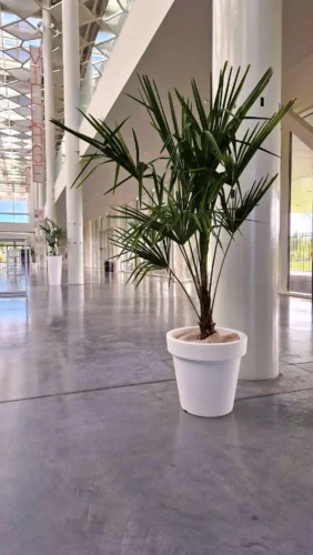 Palmier Trachycarpus en pot blanc en Location pour événements