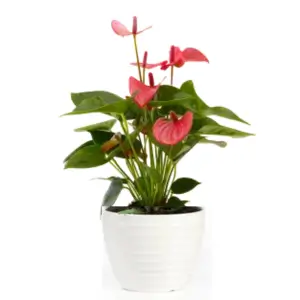 Plante fleurie en location à poser : anthurium fleur rouge à poser sur table, mange debout, buffet pour événement professionnel, salons, foires