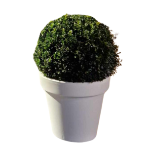 Location plantes naturelles buis boule en pot pour événement, créer une allée de plantes ou pour une entrée