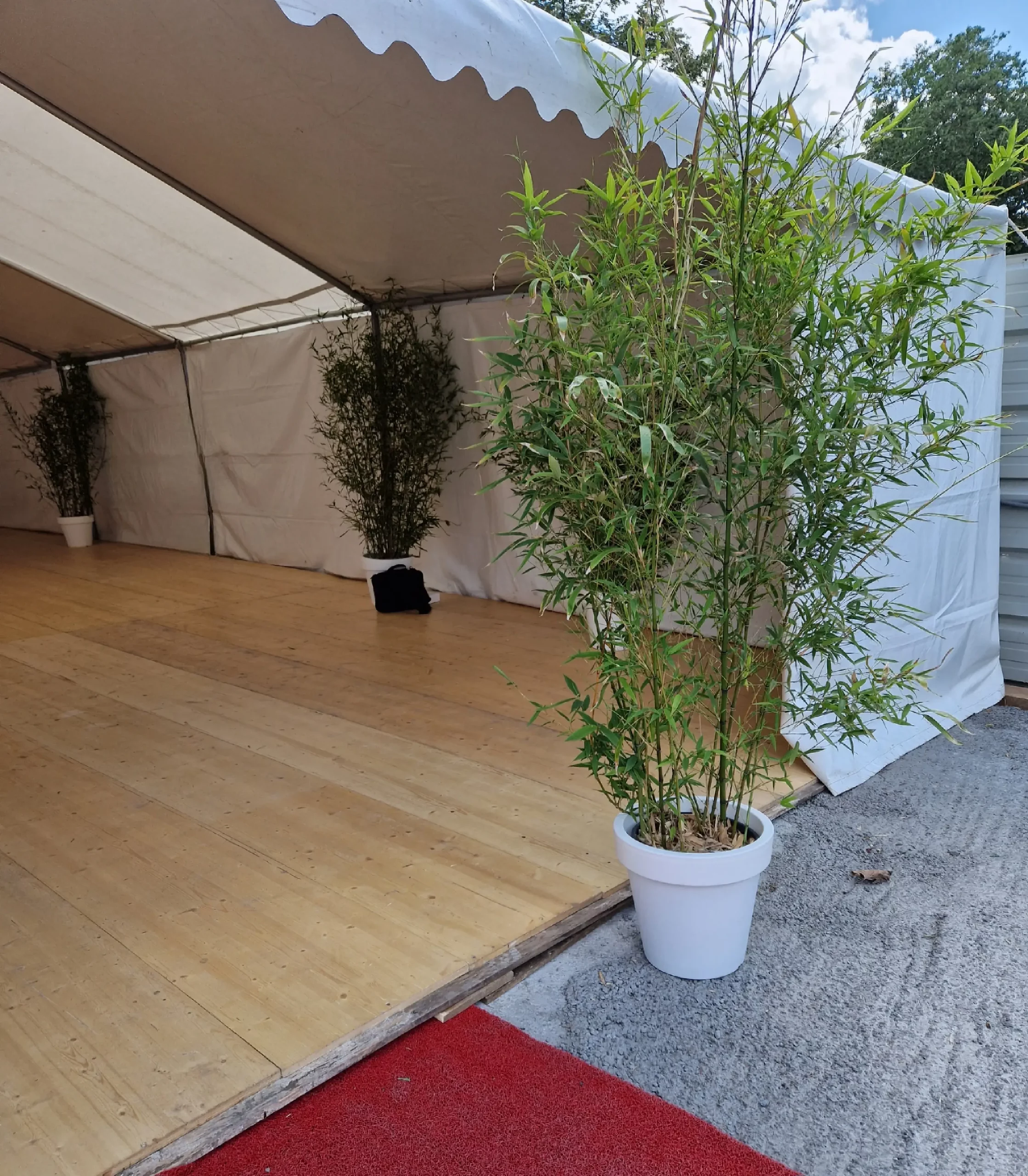 Location de plantes, Bambous en pot blanc et tapis rouge pour une inauguration, ou événement professionnel