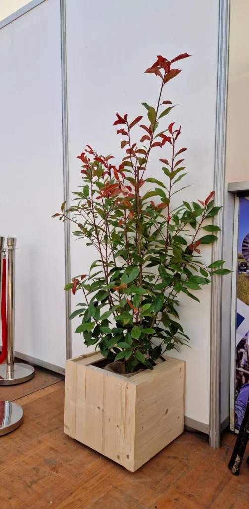 Location de plante avec pot en bois, photinia, plante verte et rouge pour événement professionnel, salons, foires, stands dans le Nord