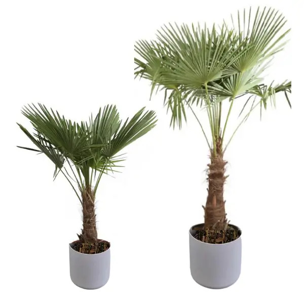 Location de plantes naturelles pour événement : petit palmier et grand palmier trachycarpus