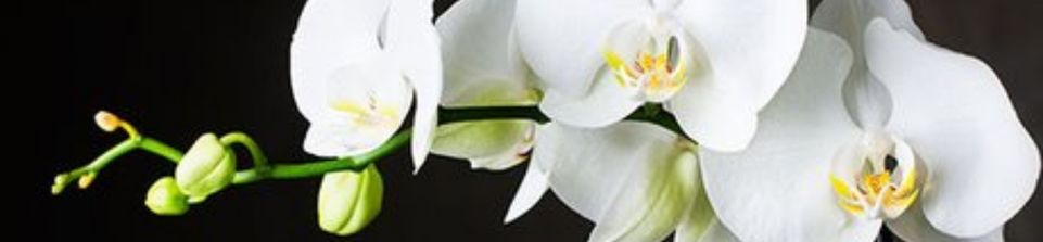 orchidées