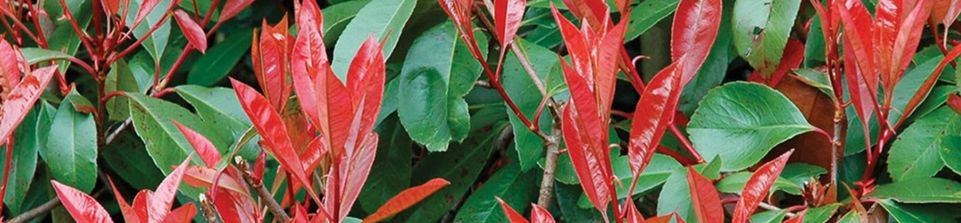 Photinia